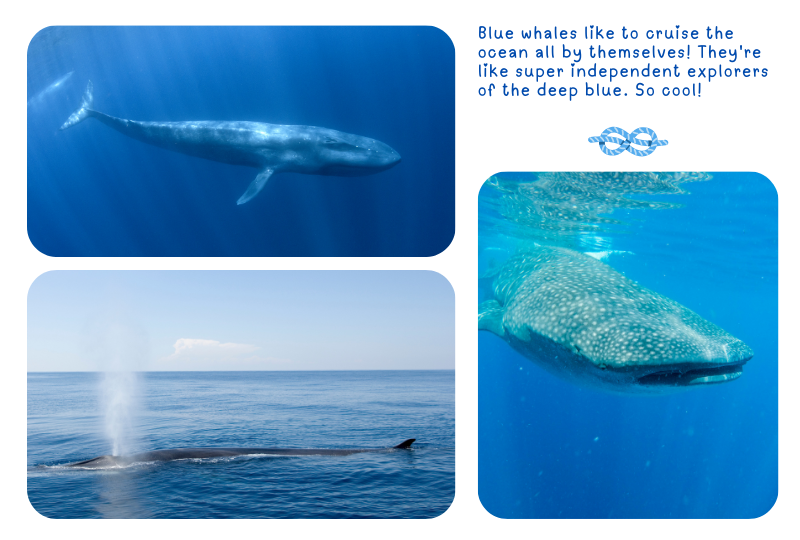Photo: Blue Whales