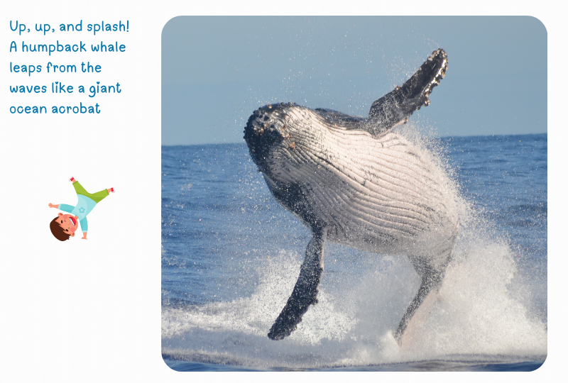 Photo: Whale Breaching