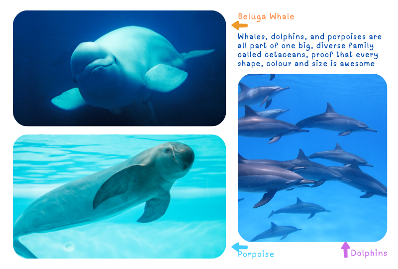 Photo: Beluga, Dolphins and Porpoise