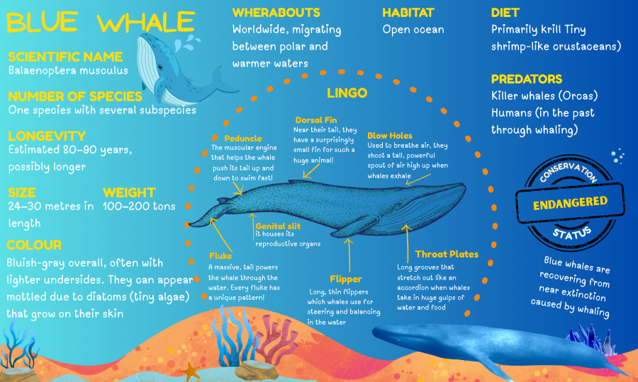 Infographic: Blue Whale