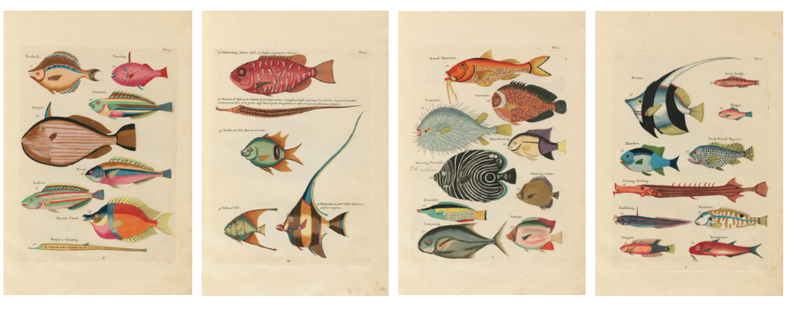 Photo: Fish, crayfish and crabs… by Louis Renard