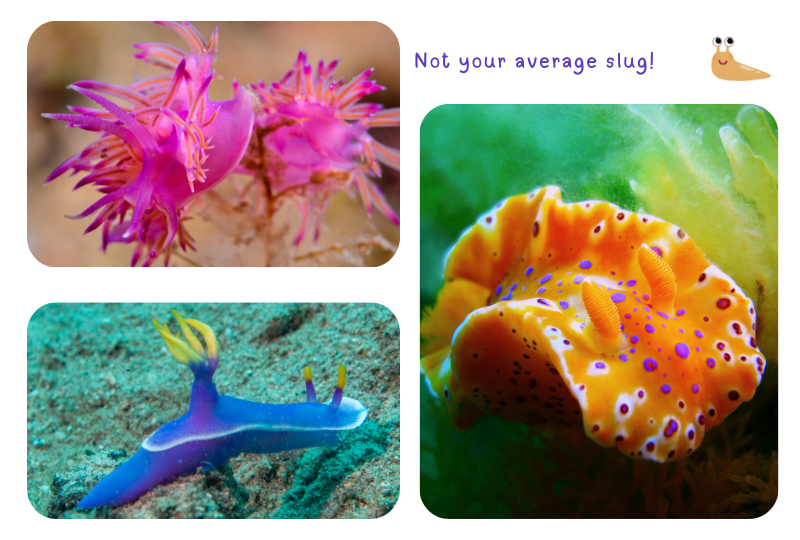 Blog nudibranches 2