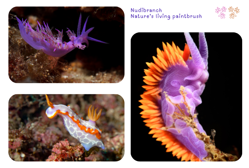Blog nudibranches 3