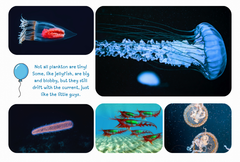 Blog plankton macro