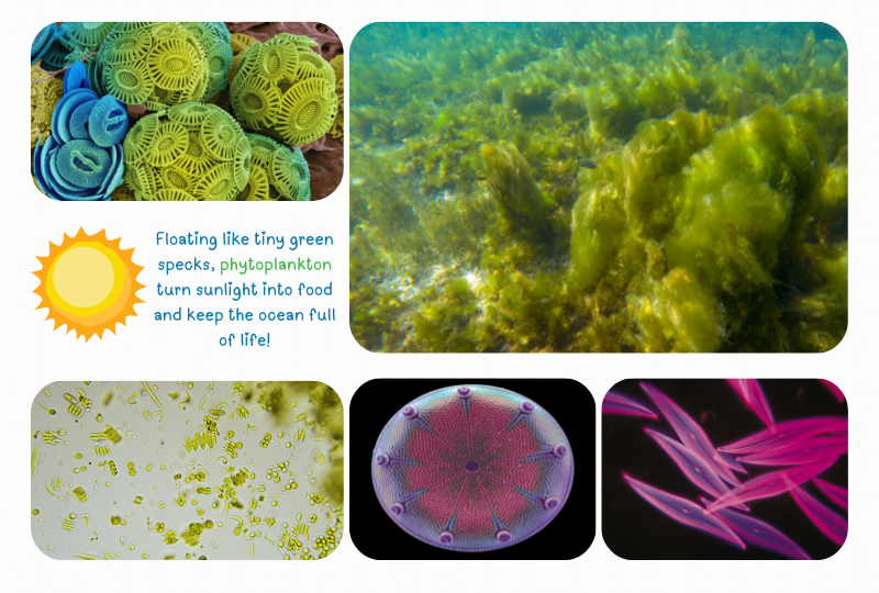 Blog plankton phyto