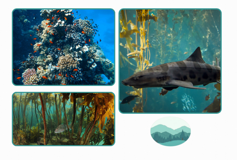 Photos: kelp forest and coral reef