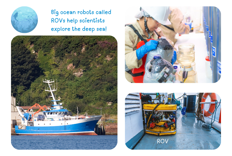 Photo: Research ships